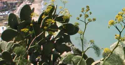 Cactussen in Sicilië