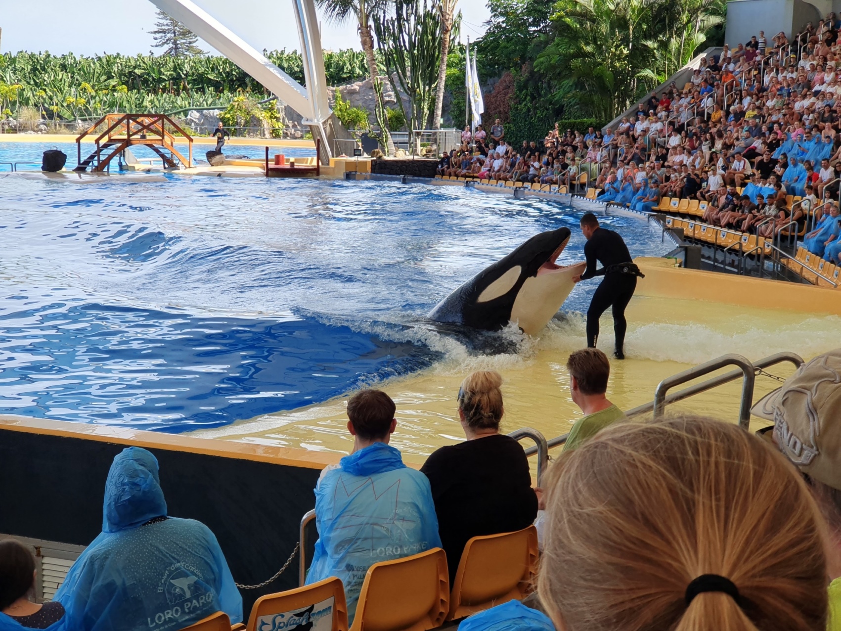 Orka in Loro Parque