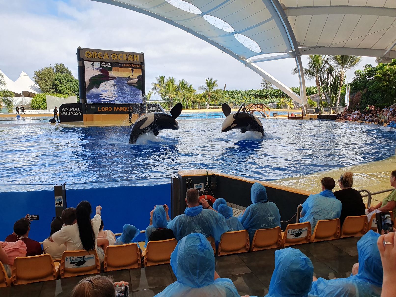 Orka's in Loro Parque