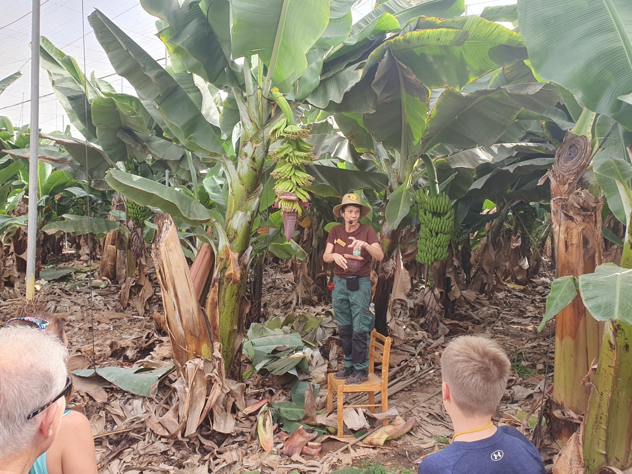 Plátanos in Las Margaritas